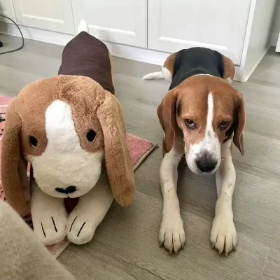 Big Size Beagle Dog Plush Toy