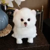 Plush Pomeranian Dog Doll Simulation Dog Stuffed Animal Toys Super Realistic Dog Toy For Pet Lovers - Dog Gifts Store