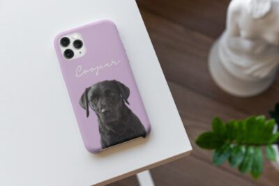 30+ Unique Labrador Accessories For Labrador Lovers